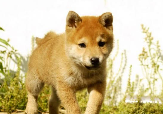 柴犬為什么會笑?