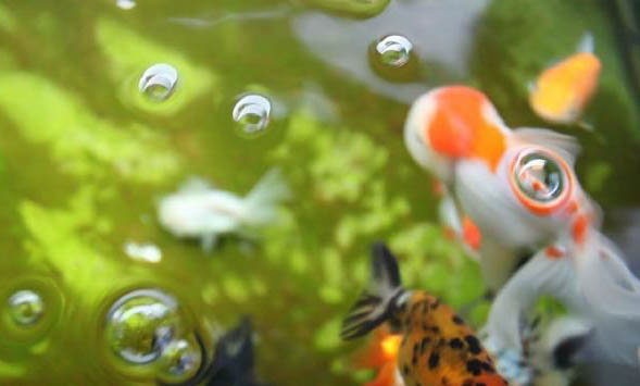 養銀龍魚合適的魚缸尺寸