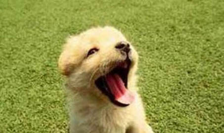 棉花面紗犬哪里有賣