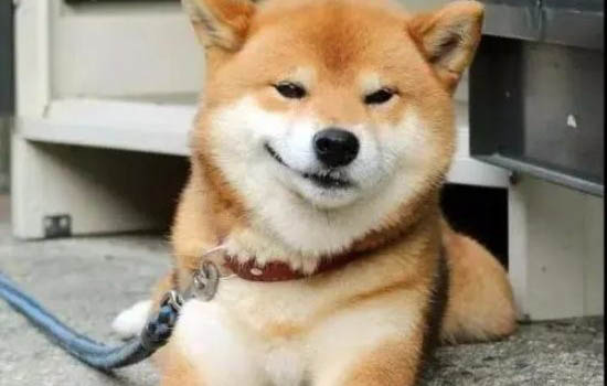 怎樣知道柴犬認主了？
