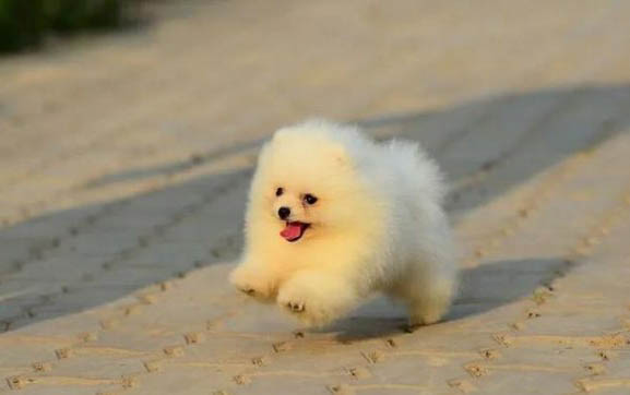 博美幼犬可以喝羊奶嗎