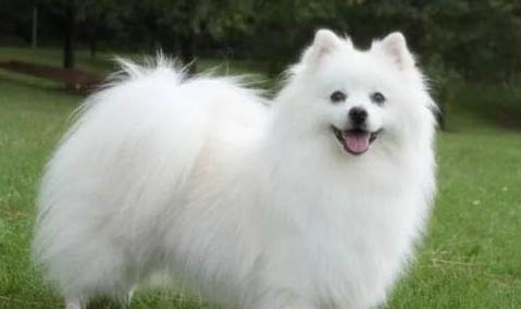 愛斯基摩犬突然不愛吃東西的原因及處理方法