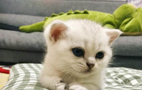 兩個月小貓眼屎多是什么原因