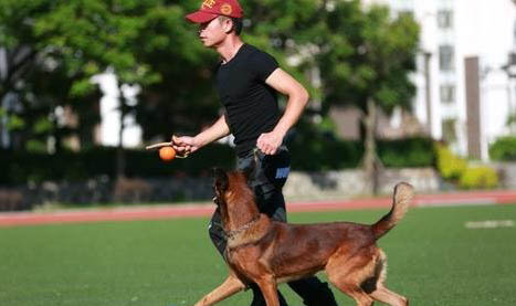 狗狗送到訓犬基地需要多少錢