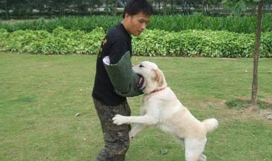 狗狗為什么會(huì)有跳蚤
