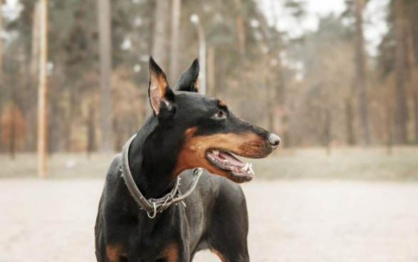 杜賓犬的訓(xùn)練方法是什么