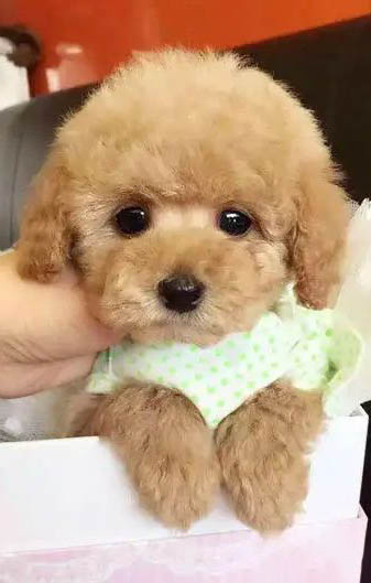 狗狗耳螨多久潛伏期