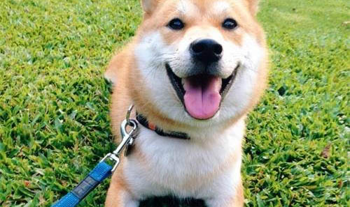 狗狗雞蛋白可以吃嗎