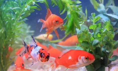 魚缸水泵有什么用