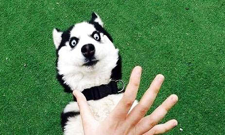 怎么訓練哈士奇犬不亂咬東西