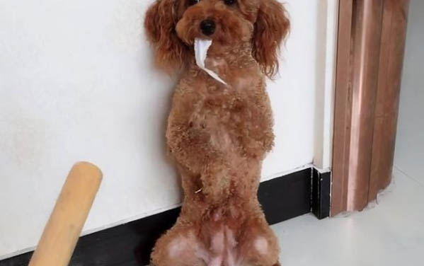 秋天飼養狗狗注意防寒