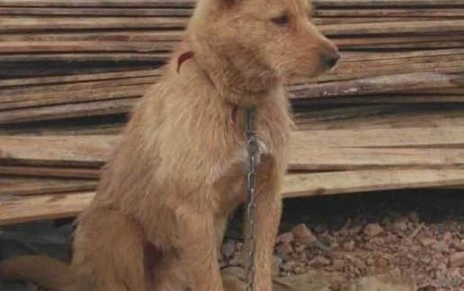狗狗會打嗝嗎