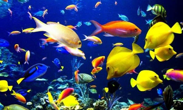養魚口訣一三五七是啥意思