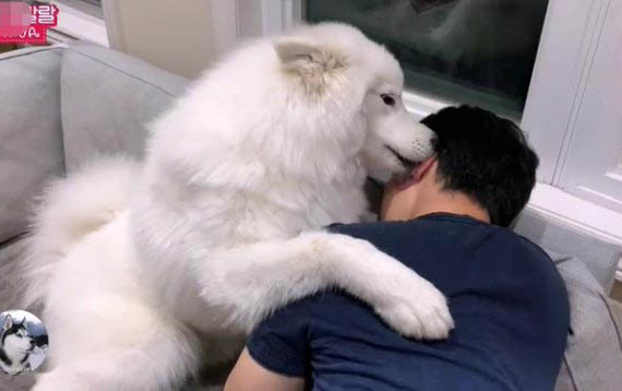 薩摩耶犬生病了會有哪些表現