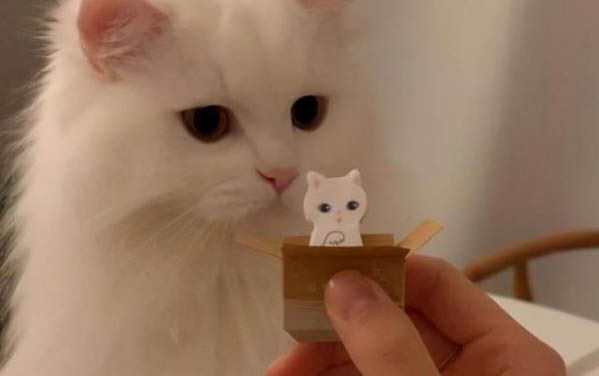 小貓腿受傷了怎么處理