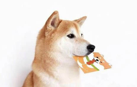 豆柴犬多少錢一只幼崽