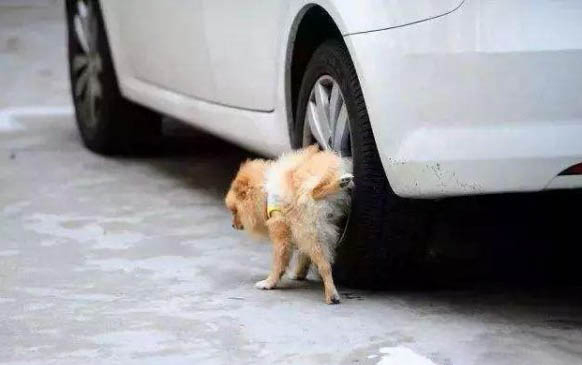 狗狗帶狗繩不會走