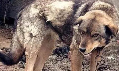 中華田園犬智商排名第幾