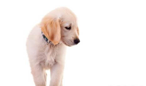 農村的養拉布拉多犬怎么樣啊