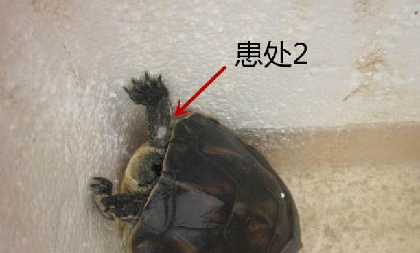 花龜干養(yǎng)好還是水養(yǎng)好