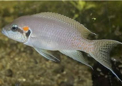 小魚幾天喂一次