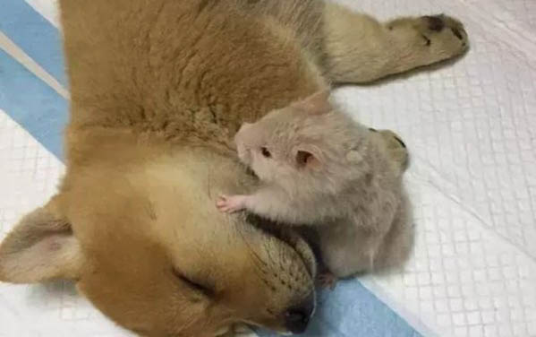 為什么要訓練自己家狗狗呢