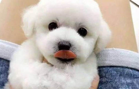 狗狗檢疫證在哪里辦