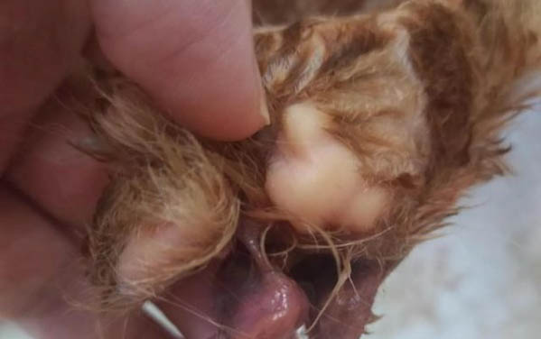 貓咪突然流口水