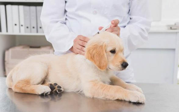幼犬30天斷奶后吃什么