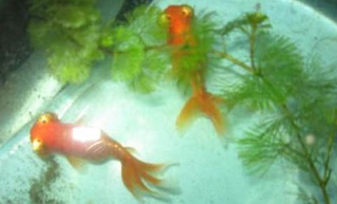 金魚幾天不喂食會餓死