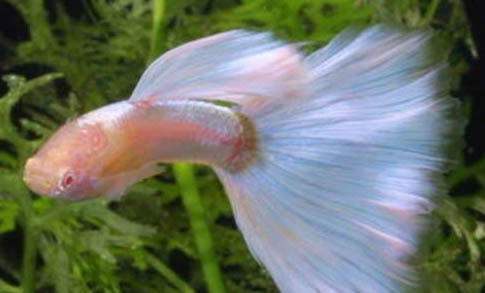 孔雀魚可以公母分開養(yǎng)嗎