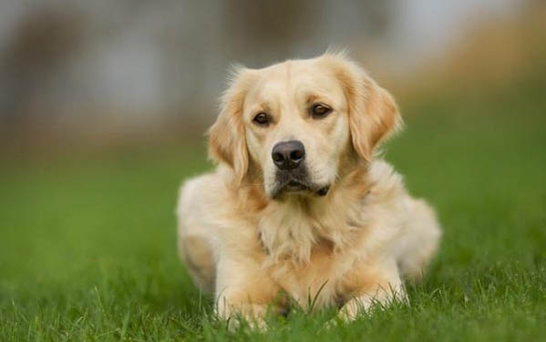 金毛得犬瘟熱還能活多久