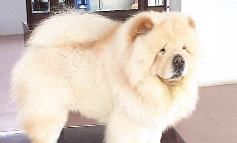 松獅犬例假多久后能洗澡