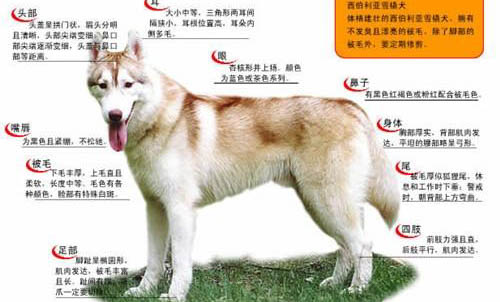 哈士奇為什么表情豐富