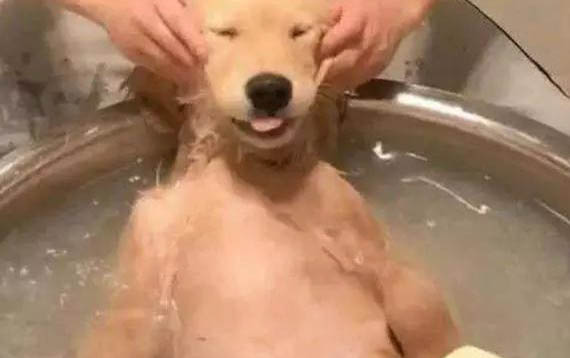 怎么給狗狗做美容護理