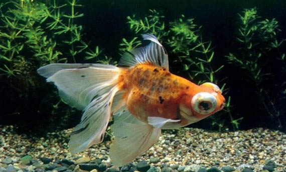 金魚吃什么食物多久喂一次