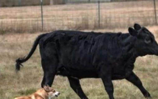 濕疹型犬瘟熱如何治療方法