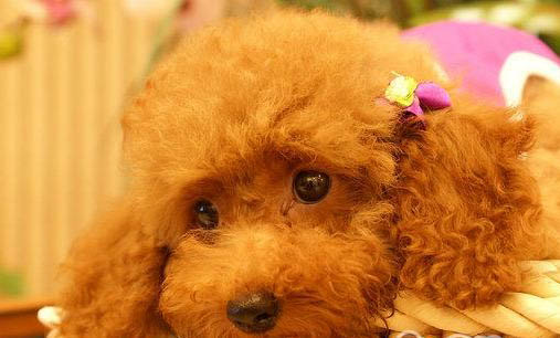 貴賓犬可以長多大