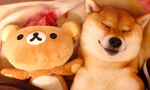 哪里有柴犬賣