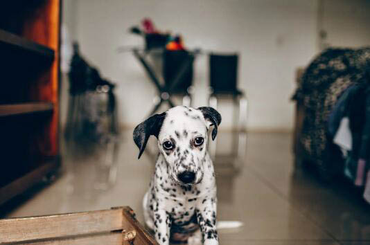 羅威納幼犬如何挑選