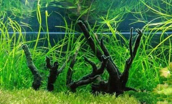 河水可以養魚嗎