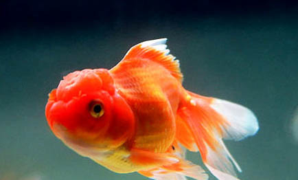 金魚(yú)身上有白色霜狀怎么治好得快