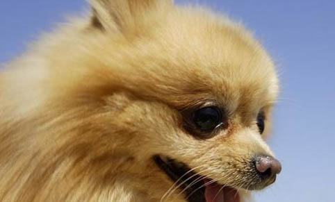 博美犬冬天如何護理