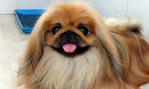 北京犬冬天需要穿衣服嗎