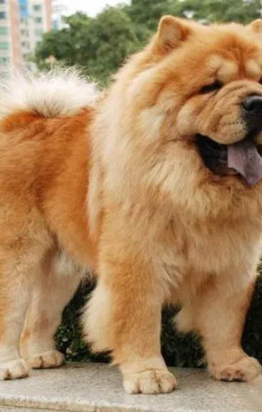 松獅犬脾臟大的原因及處理方法