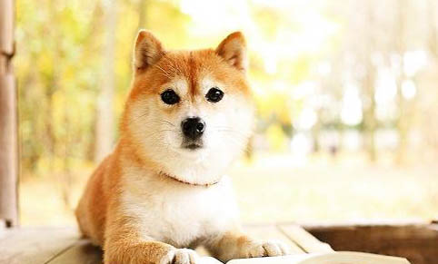柴犬和秋田犬哪個好養