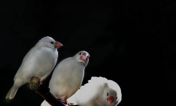 文鳥繁殖的注意事項