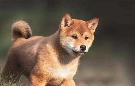 日本柴犬馴養(yǎng)技巧及性格特點(diǎn)