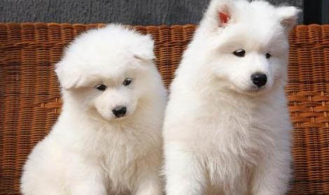 犬瘟細小存活多久