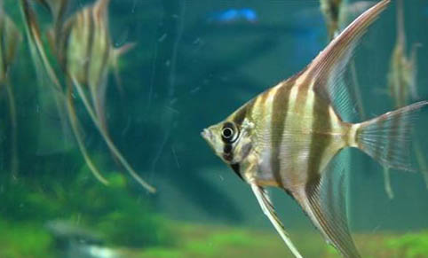 飼養龍魚對水有什么要求